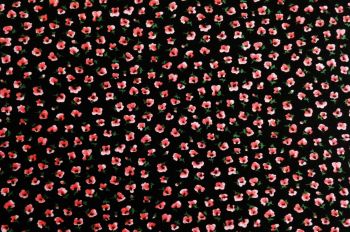 Deadstock 100% Viscose Digital Floral Print - Coral/Black